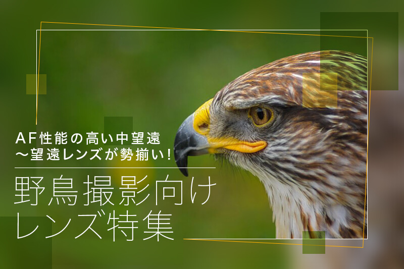 スポーツ・野鳥等に大活躍⭐超望遠レンズ⭐ Nikon AF-P 70-300mm 美品⭐スポーツ・野鳥⭐超望遠レンズ⭐ Nikon AF-P 70-300mm nikon