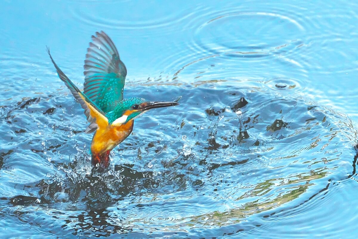 野鳥撮影