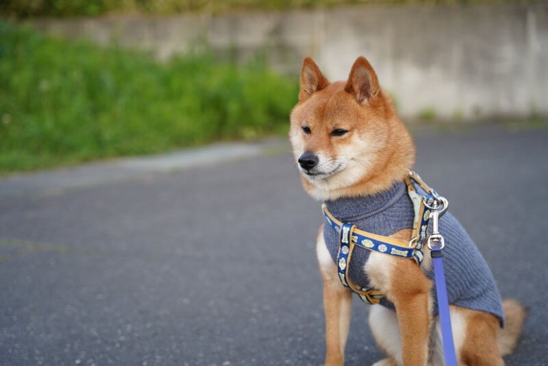 愛犬を可愛く撮影したい！