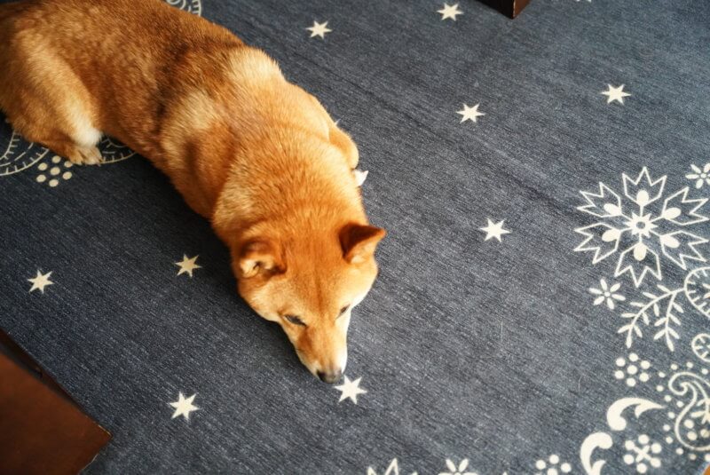 愛犬を可愛く撮影したい！