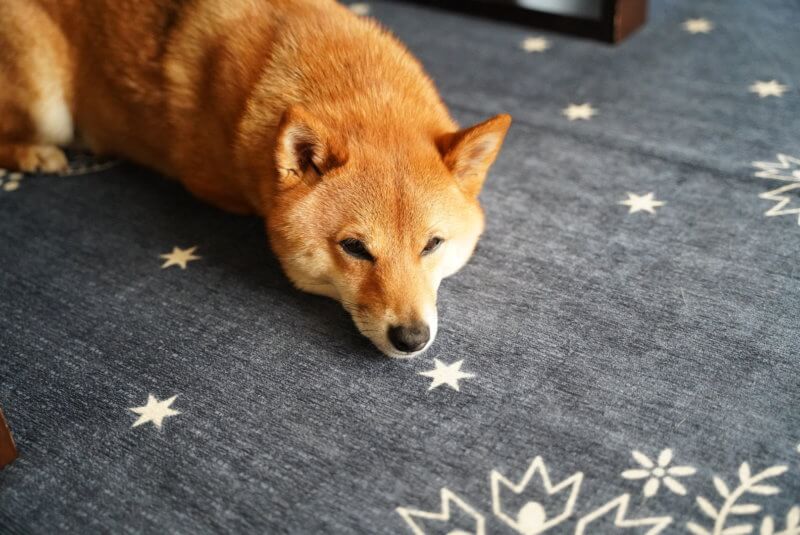 愛犬を可愛く撮影したい！