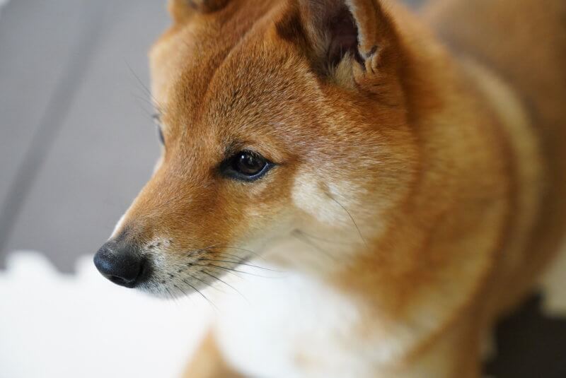 愛犬を可愛く撮影したい！