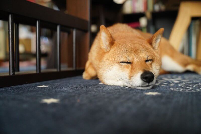 愛犬を可愛く撮影したい！