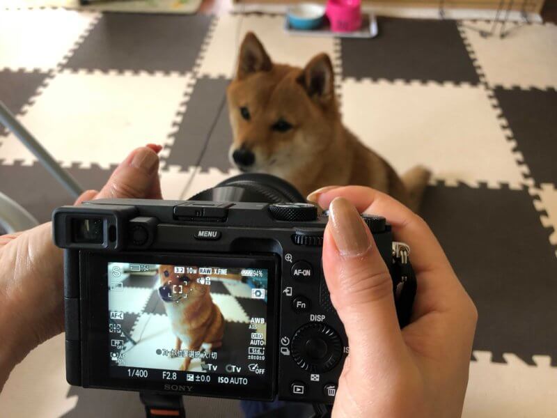 愛犬を可愛く撮影したい！