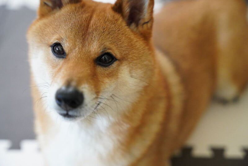 愛犬を可愛く撮影したい！