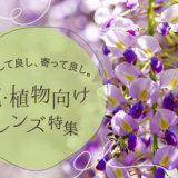 花や植物の撮影にオススメのレンズ11選