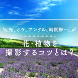 花や植物を美しく撮影する7つの方法