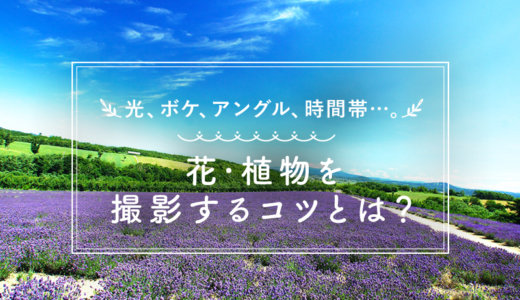 花や植物を美しく撮影する方法