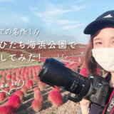 国営ひたち海浜公園でコキアを撮影