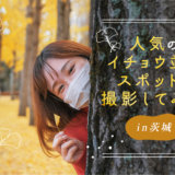 【スタッフコラム】茨城県の銀杏（イチョウ）並木の絶景スポットで撮影してみた！