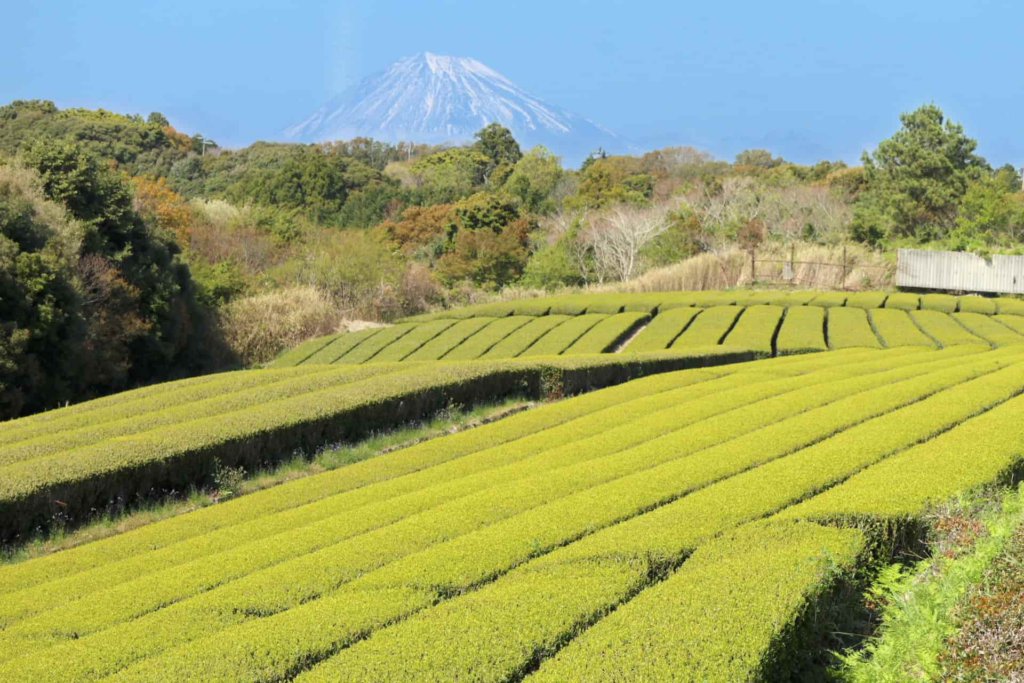 茶畑