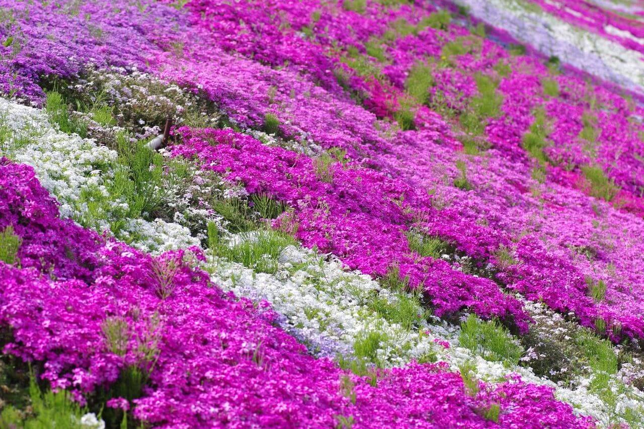 芝桜