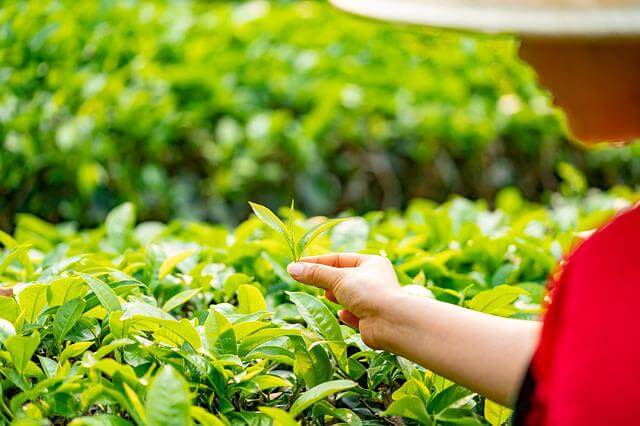 茶畑
