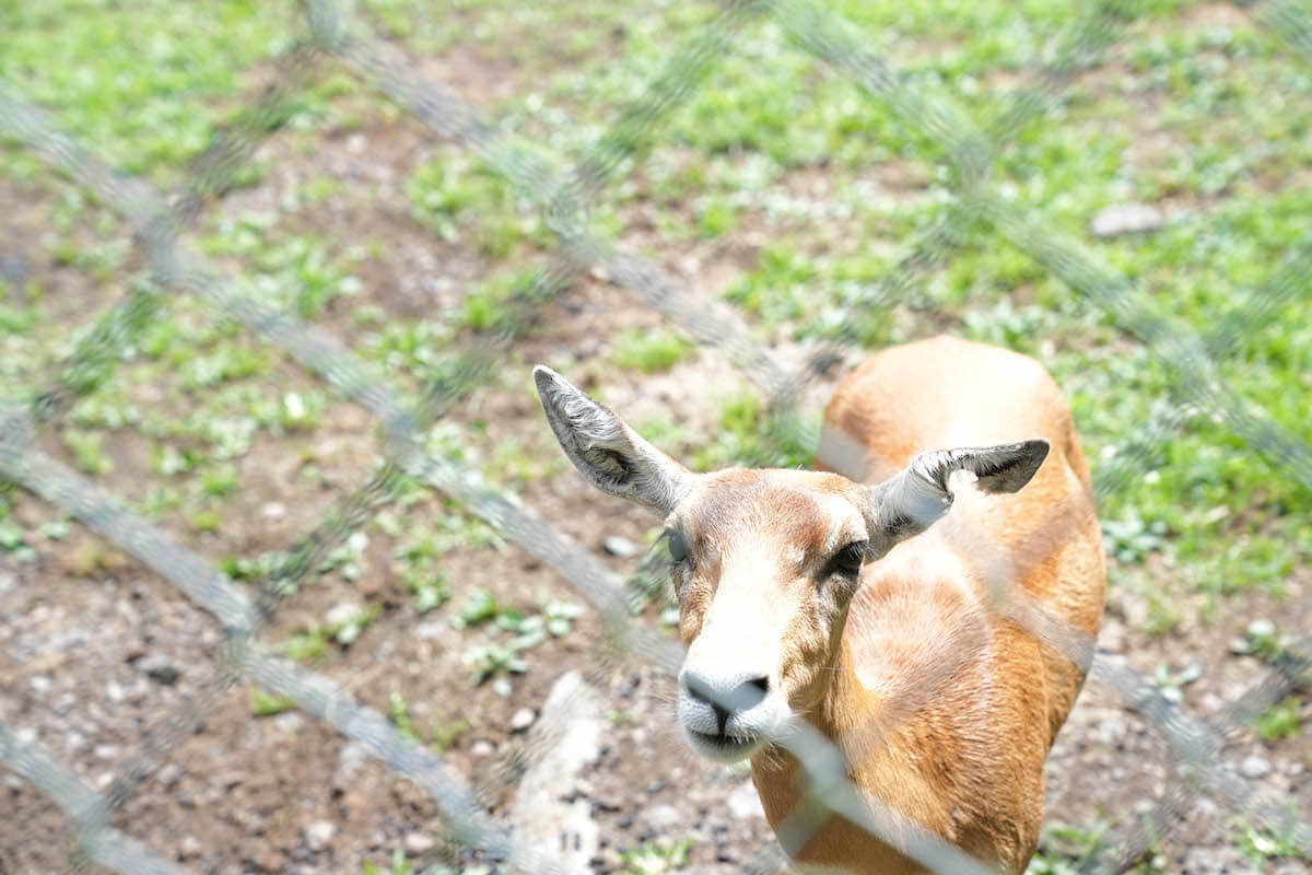 α7４実写レビュー