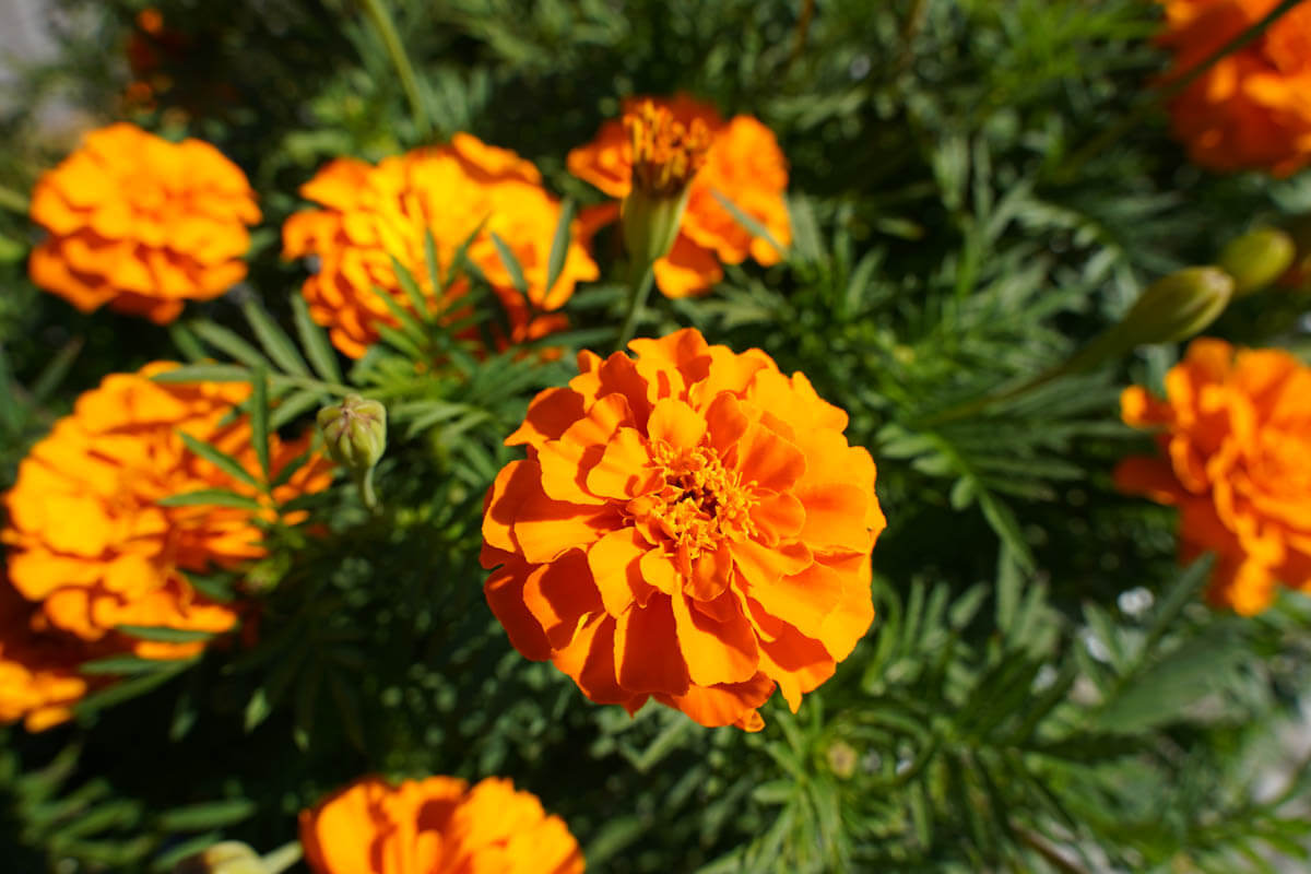 20-40mm F/2.8 Di III VXD