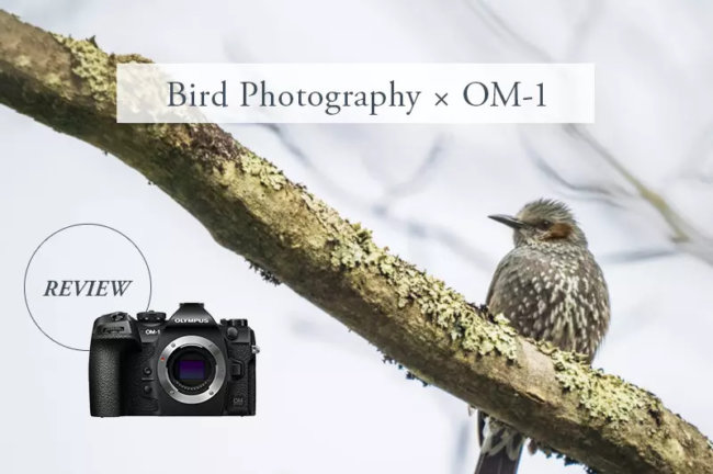 OM SYSTEM O-M1で野鳥を撮影してみた！おすすめ機能を作例写真付きでレビュー