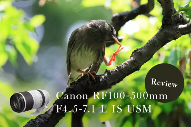 レビュー！Canon（キヤノン） RF100-500mm F4.5-7.1L IS USMで野鳥を撮影してみた