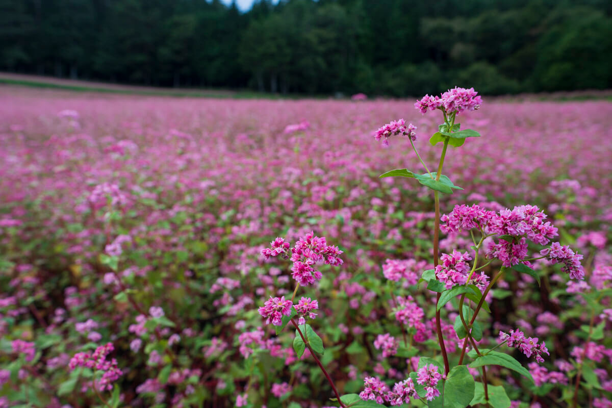 sigma20mm作例