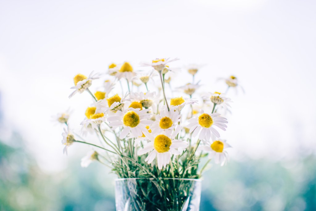 背景がボケている花の写真
