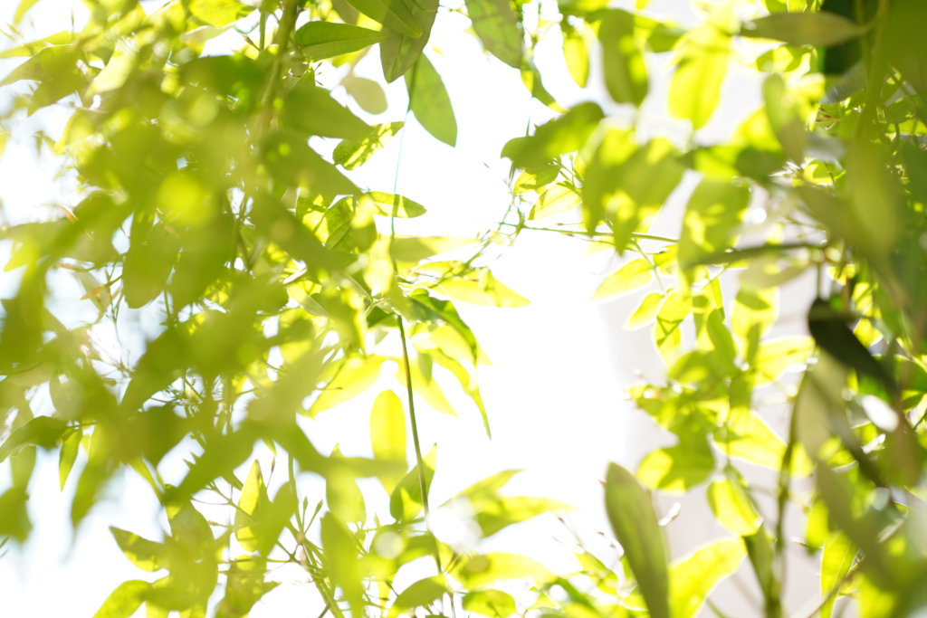 SIGMA 50mm F1.4 DG DN | Art 実写レビュー