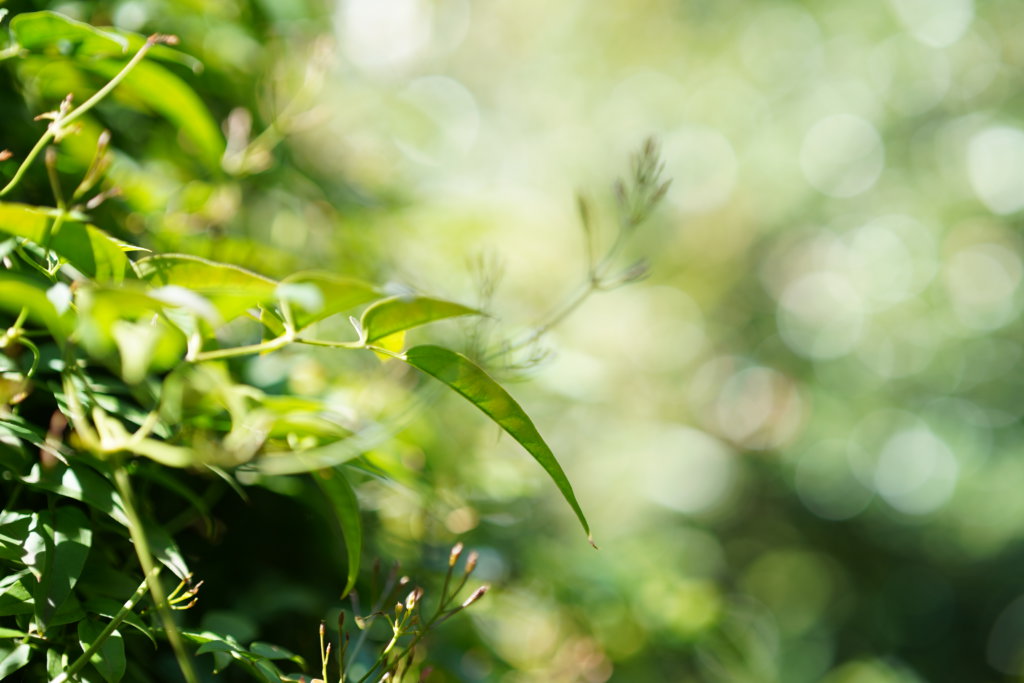 SIGMA 50mm F1.4 DG DN | Art 実写レビュー