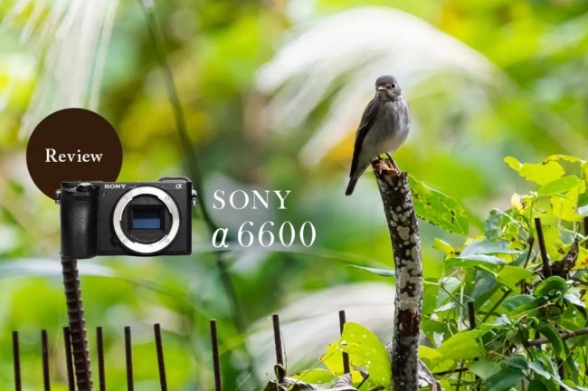 実写レビュー！SONY α6600 ILCE-6600で野鳥を撮影してみた