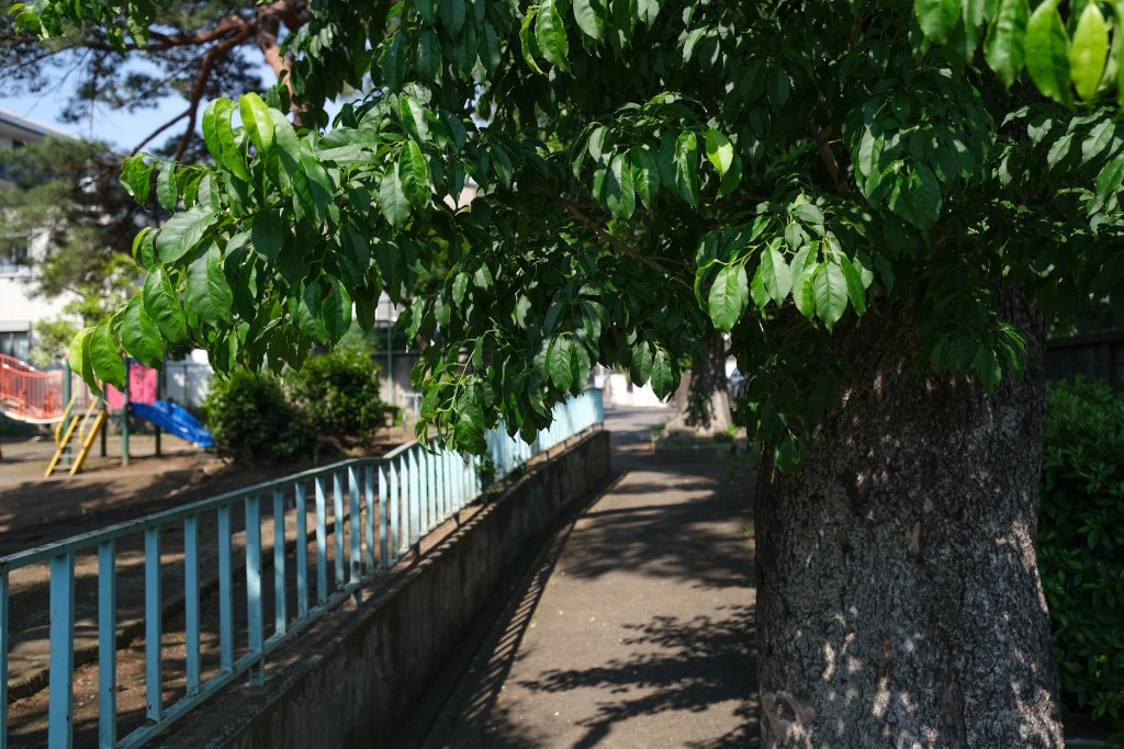 TAMRON（タムロン）11-20mm F/2.8 Di III-A RXD (Model B060) 富士フイルムXマウント用 実写レビュー