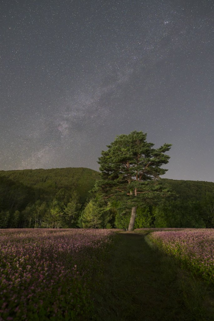 SIGMA 14mm F1.4 DG DN | Artレビュー