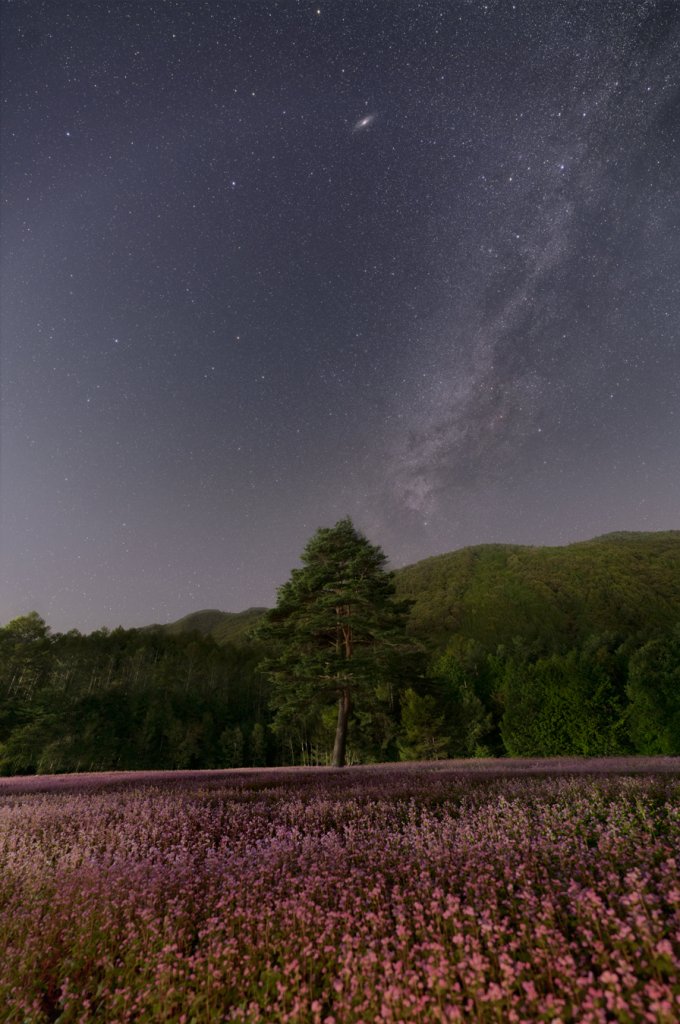 SIGMA 14mm F1.4 DG DN | Artレビュー