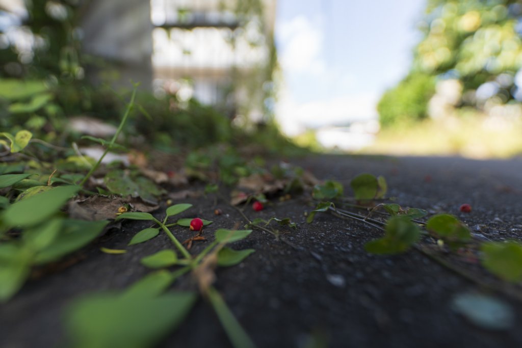 SIGMA 14mm F1.4 DG DN | Artレビュー