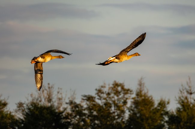 【PR】『SIGMA 100-400mm F5-6.3 DG DN OS Contemporary フジフイルムXマウント』レビュー！写真家・田中雅美さんが野鳥を撮影