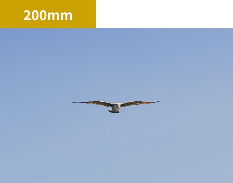 200mmのレンズで撮影