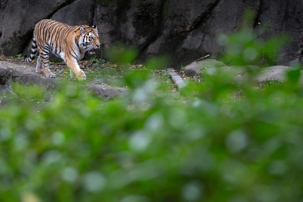 TAMRON 150-500mm F/5-6.7 Di III VC VXD(Model A057) Zマウント実写レビュー!【PR】
