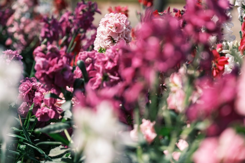 X-t5で撮影した花