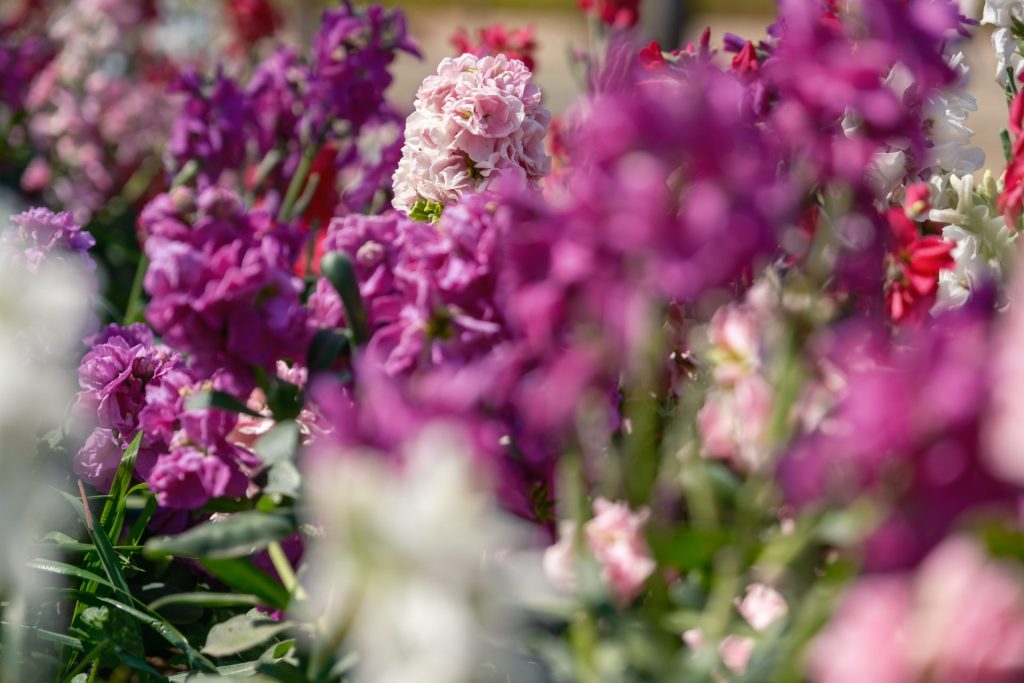 X-t5で撮影した花