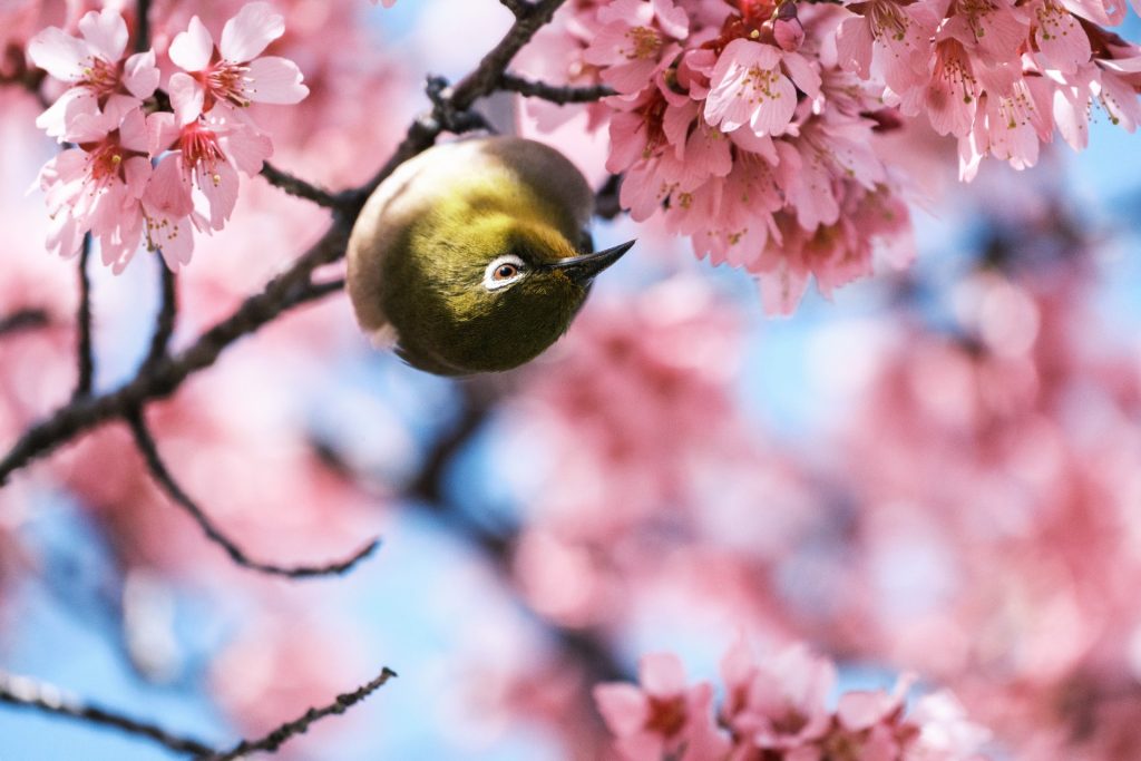 X-t5の作例