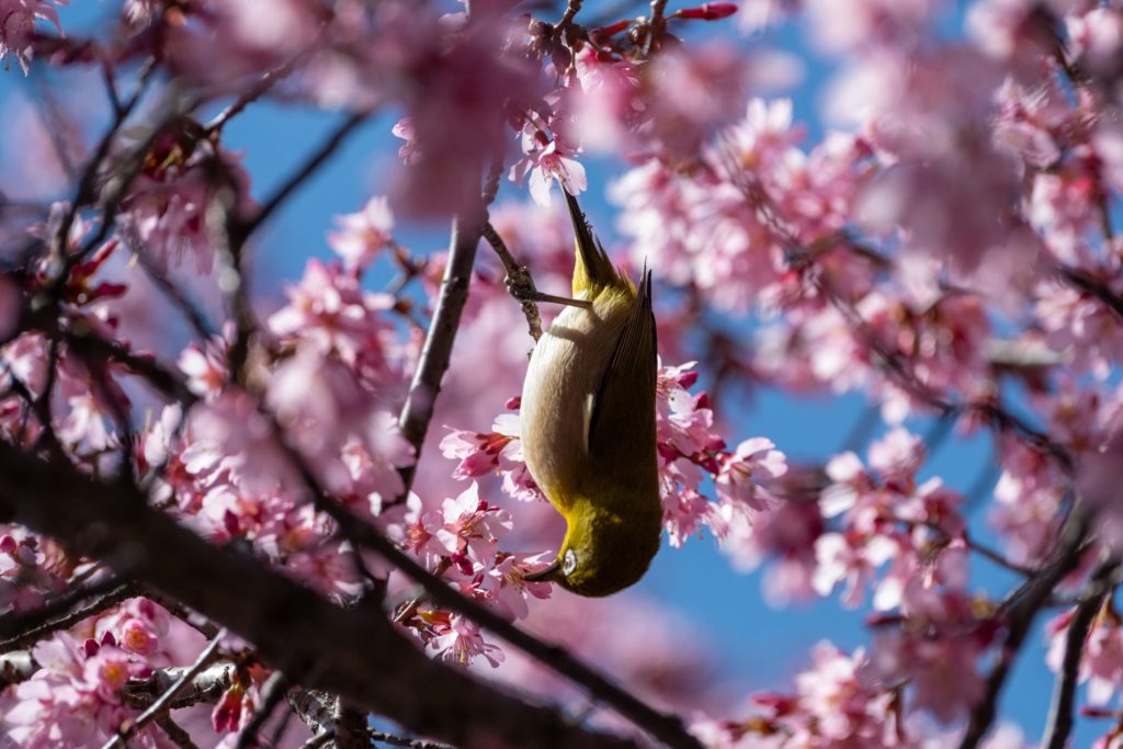 X-t5で撮影した野鳥