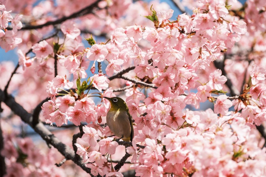 X-t5で撮影した野鳥