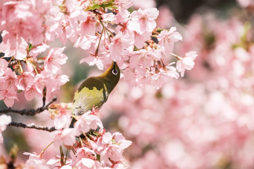 X-t5の作例
