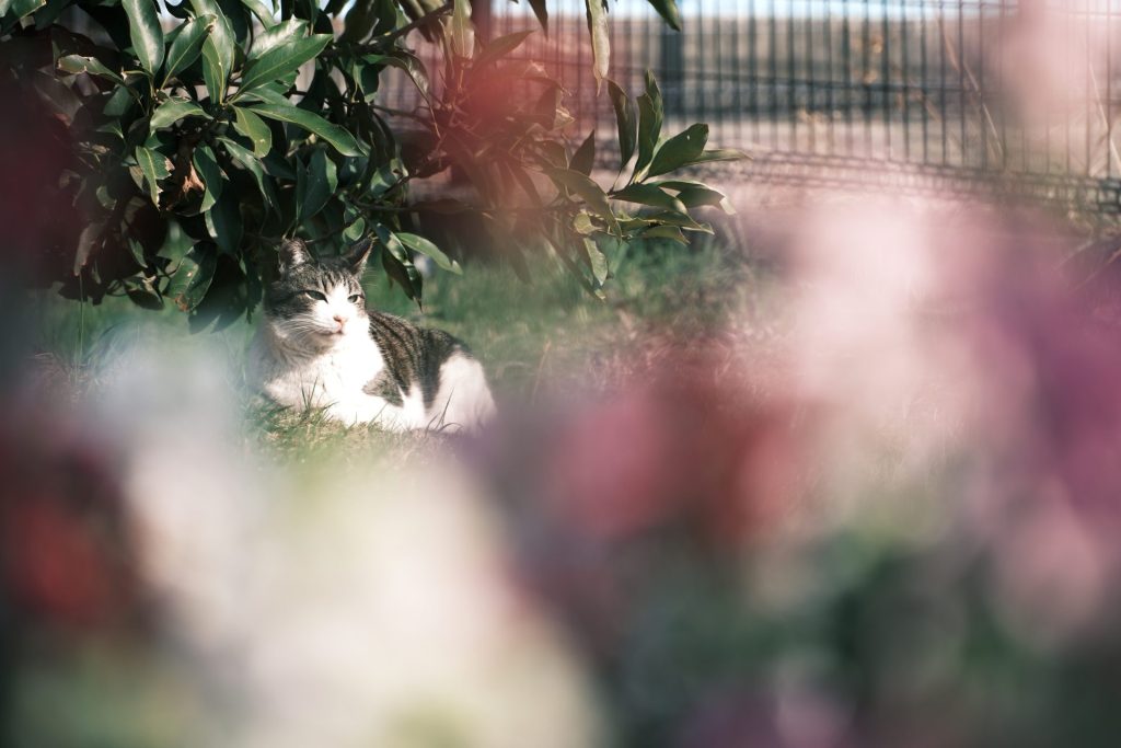 X-t5の作例