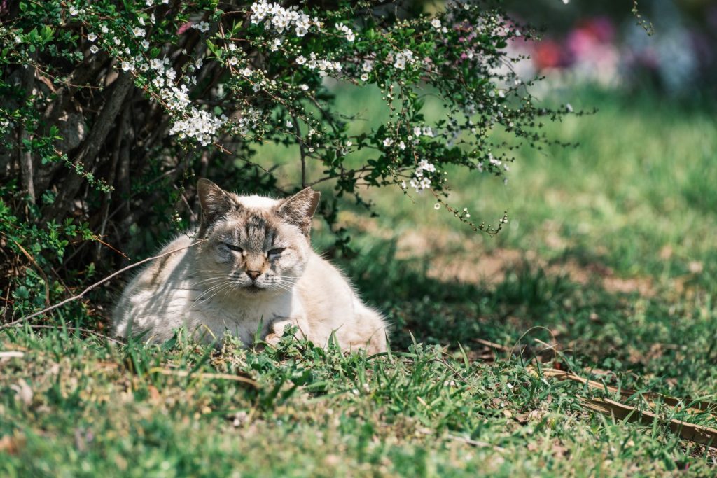 X-t5で撮影した猫