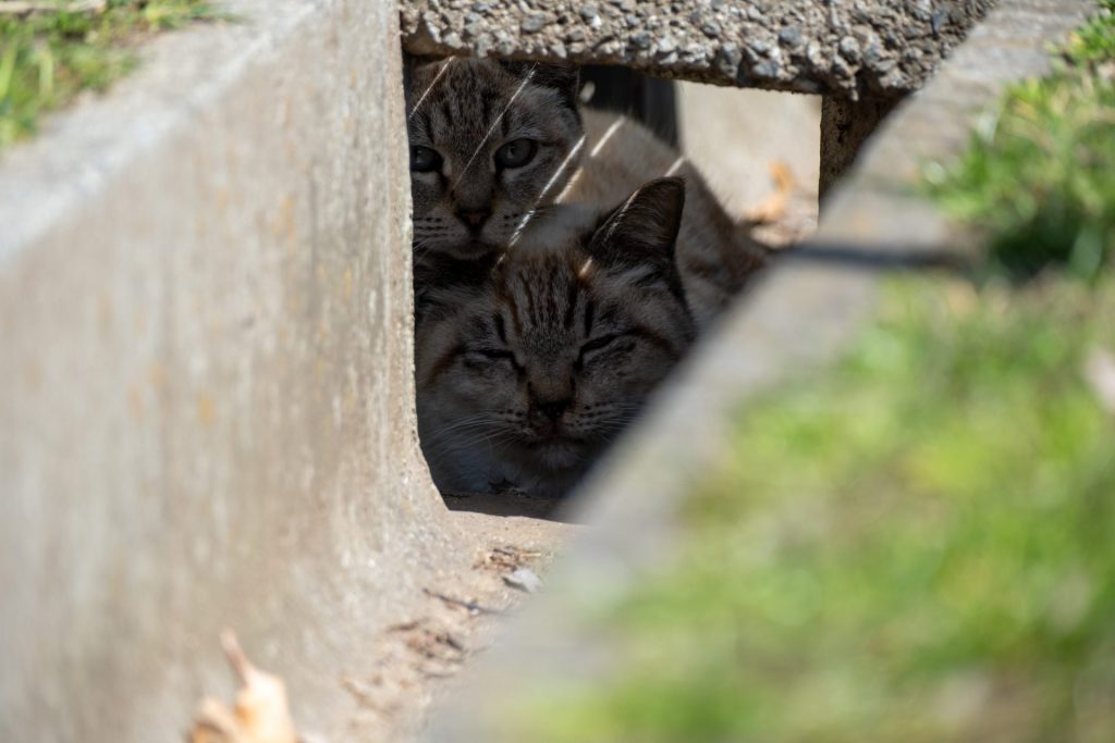 X-t5で撮影した猫
