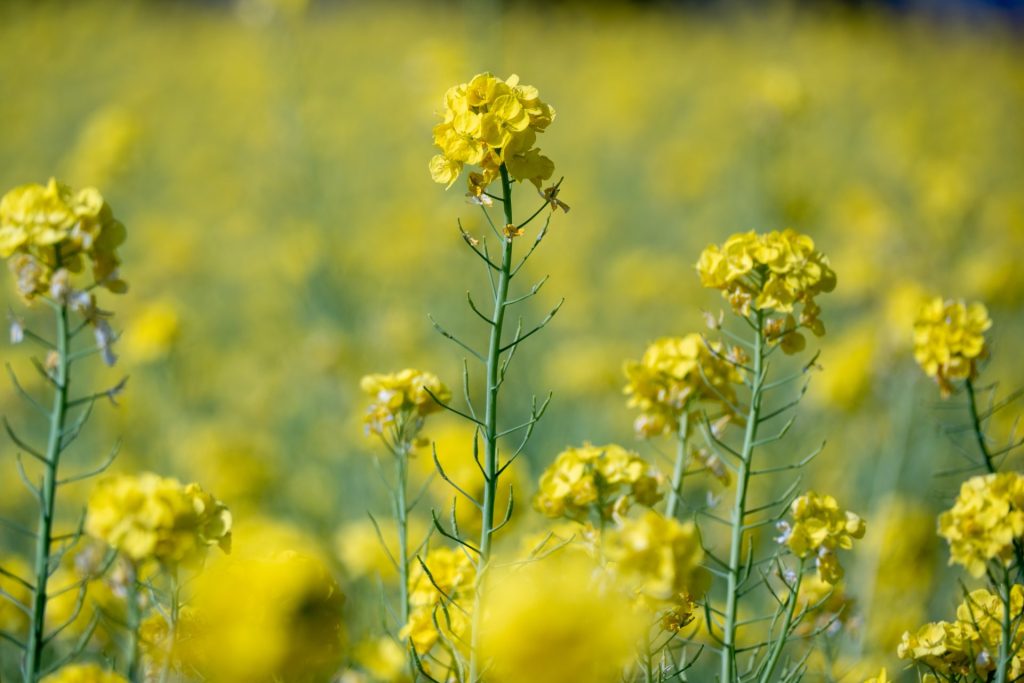 X-t5で撮影した花