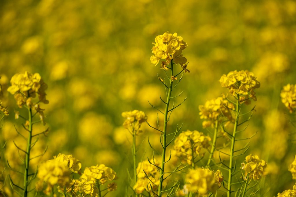 X-t5で撮影した花