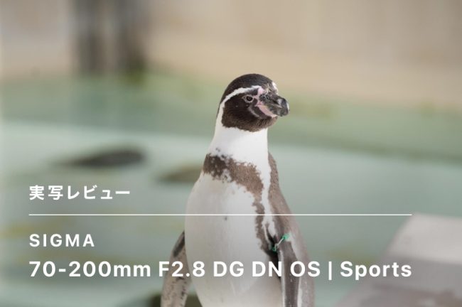 SIGMA 70-200mm F2.8 DG DN OS Sportsレビュー！【PR】