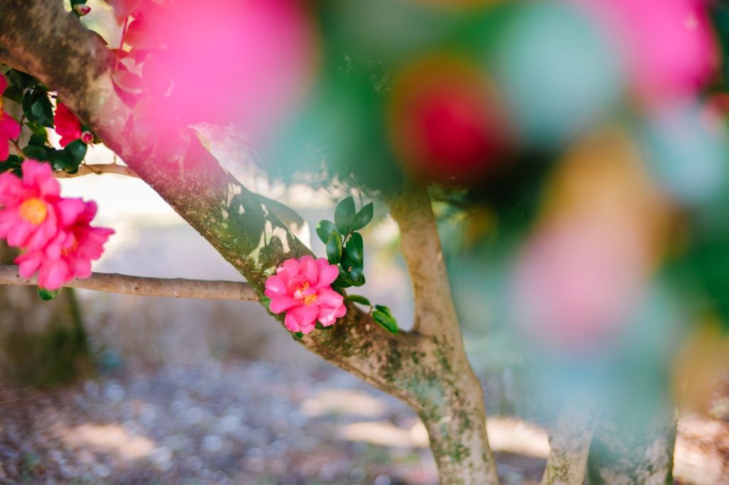 フォクトレンダー NOKTON 35mm F1.2 X-mount で表現する、ノスタルジックな旅と日常【実写レビュー】PR