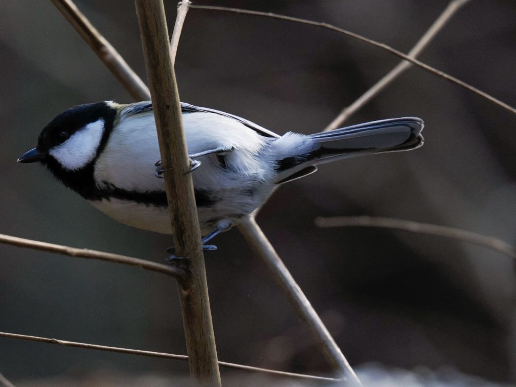 超望遠レンズ「OM SYSTEM M.ZUIKO DIGITAL ED 150-600mm F5.0-6.3 IS」はじめての野鳥撮影体験レビュー!【PR