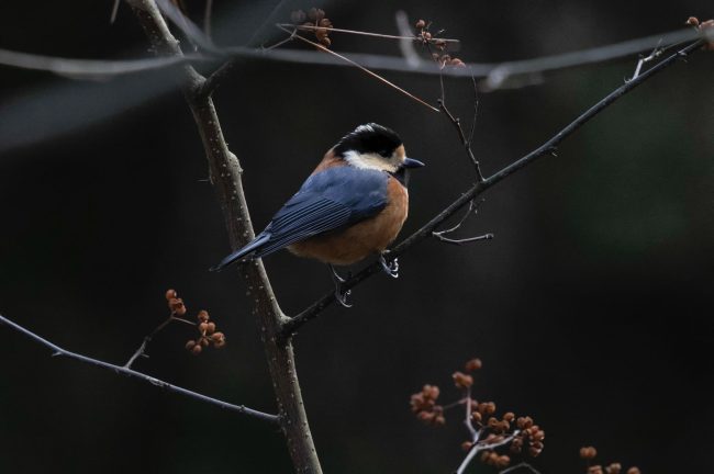 超望遠レンズ「OM SYSTEM M.ZUIKO DIGITAL ED 150-600mm F5.0-6.3 IS」はじめての野鳥撮影体験レビュー！【PR】
