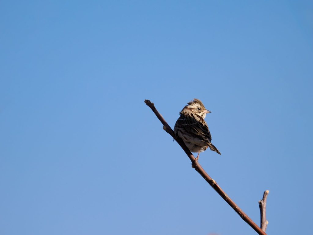 超望遠レンズ「OM SYSTEM M.ZUIKO DIGITAL ED 150-600mm F5.0-6.3 IS」はじめての野鳥撮影体験レビュー!【PR