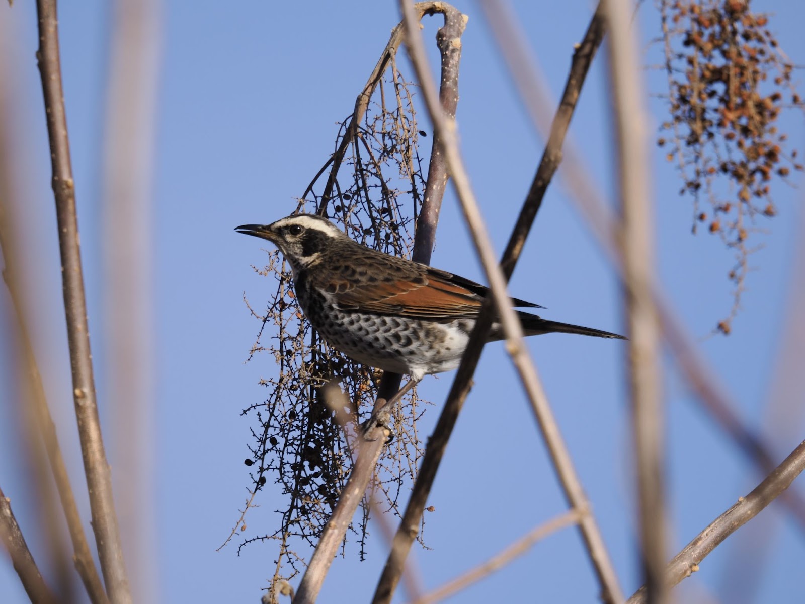 超望遠レンズ「OM SYSTEM M.ZUIKO DIGITAL ED 150-600mm F5.0-6.3 IS